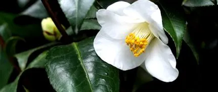 camellia