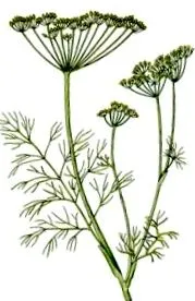 мачорот