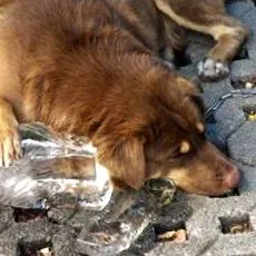 кучињата