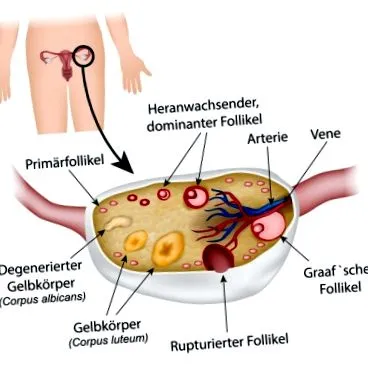 működés