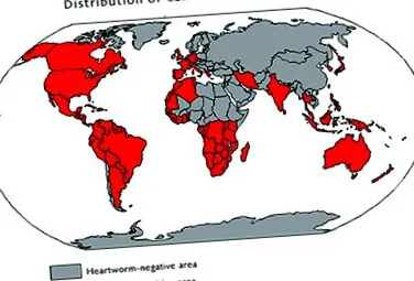 dirofilariasis vagy