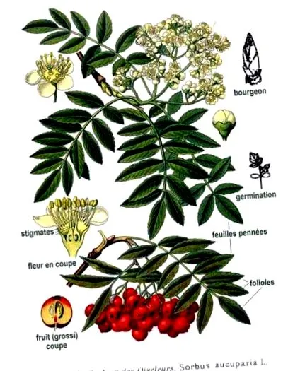 hegyi kőris hegyi