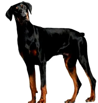 pinscher creștere