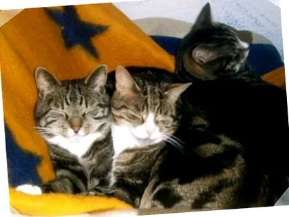 companie