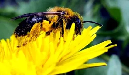 pollen