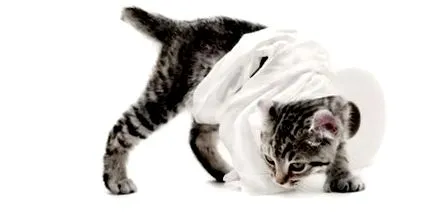 собак котів