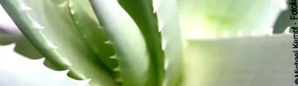 vera vera