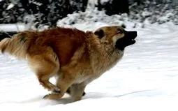 eurasier