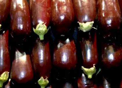 vinetele
