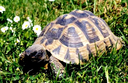 hasi páncél