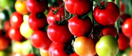 kertészet
