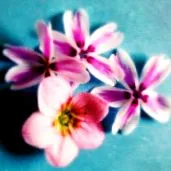figyelmes