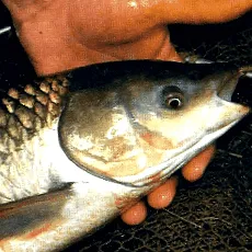 erbivor