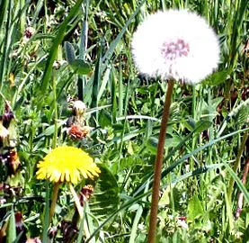 Taraxaci herba