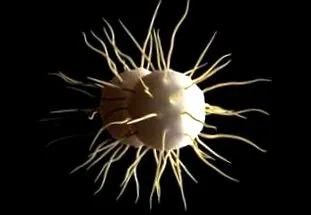gonorrhoea egyre