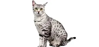 egiptene