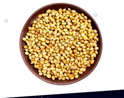 coriandrum