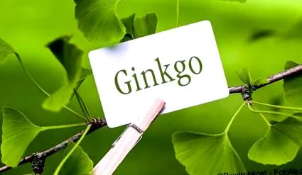 ginkgo