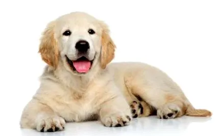 retriever