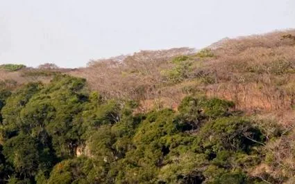 csimpánzok