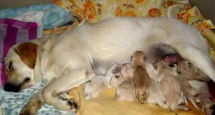 veterinar