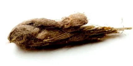 macskáknál