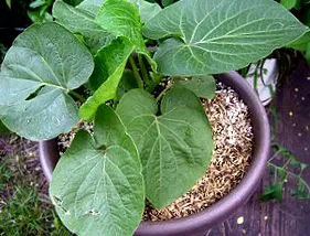 кава