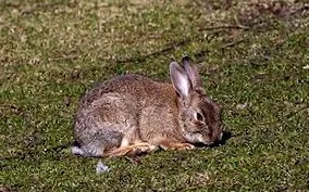 latin cuniculus