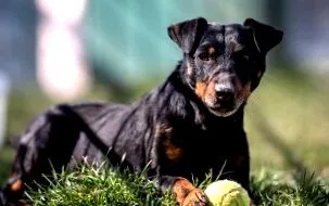vadászterrier