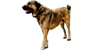 kangal kangal