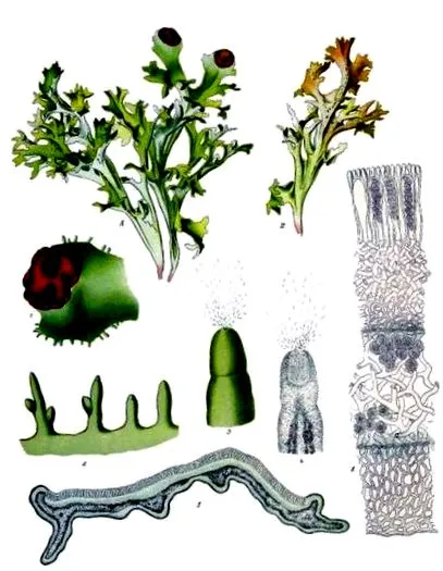 islandica moha