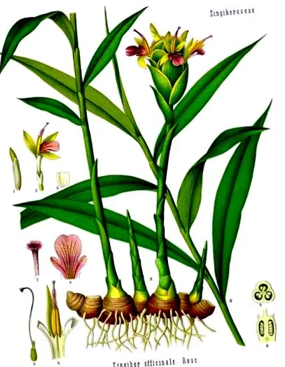 zingiber