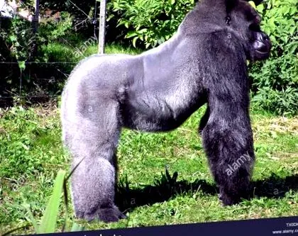 gorilla-szigeten