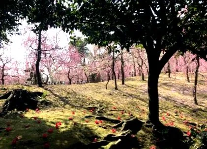 japonezi