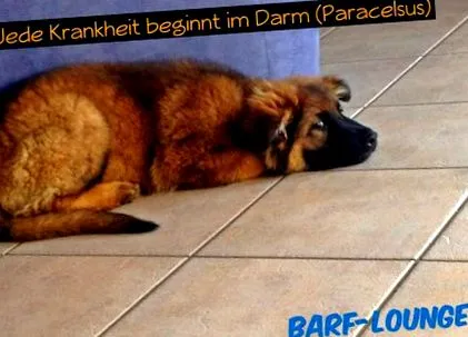 belekben belekben