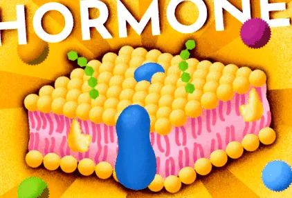 segít hormonok