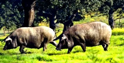 iberică