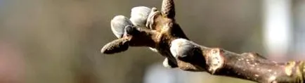 juglans