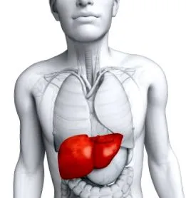ficatului