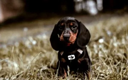 dachbrowom