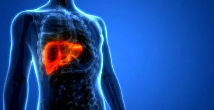 hepatice