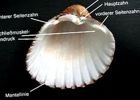 kagylóhéj