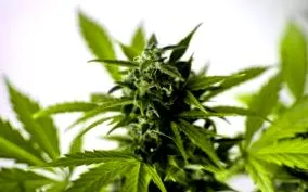 kannabisz