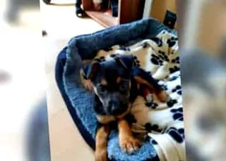 pinscher