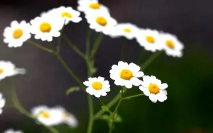 tanacetum