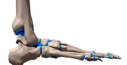 metatarsalis