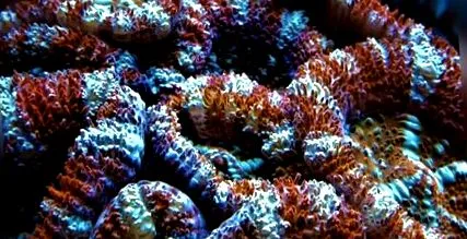 micromussa