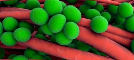 MRSA arány