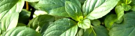 menta