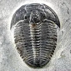 oteripédia